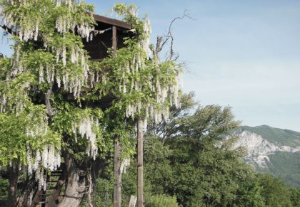 1-albero-fiorito-casa